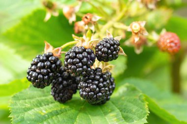 Bahçedeki doğal taze böğürtlenler. Bir grup olgun böğürtlen meyvesi - Rubus fruticosus - çiftlikte yeşil yapraklı bitki dalında. Organik tarım, sağlıklı yiyecekler, BIO virüsleri..