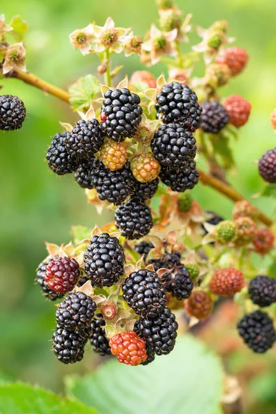 Brambleberry Macro On Bush High-Res Stock Photo - Getty Images