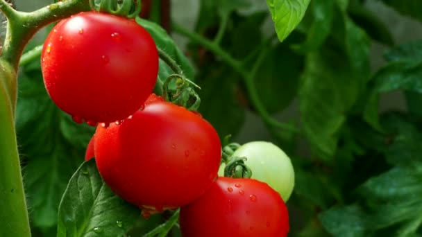 Reife Tomatenpflanze Die Hausgemachten Gewächshaus Video Wächst Frischer Bund Roter — Stockvideo