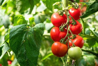 Serada yetişen olgun domates bitkisi. Organik sebze bahçesinde dalda taze kırmızı domatesler. Organik tarım, sağlıklı yiyecekler, BIO videoları, doğa konseptine dönüş..