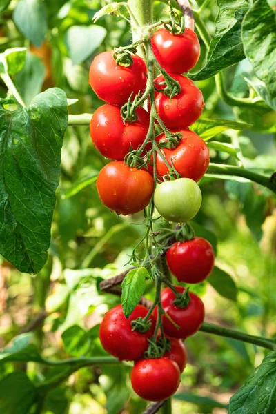 Reife Tomatenpflanze Wächst Gewächshaus Frischer Bund Roter Natürlicher Tomaten Auf — Stockfoto