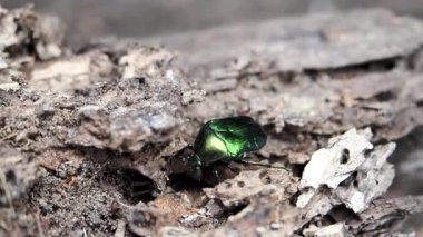 June Beetle (Cetonia aurata) olarak bilinen güzel metalik yeşil böcek HD VIDEO ormanındaki ağaç gövdesinin üzerinde sürünüyor. Yakın plan..