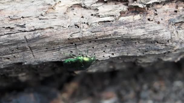 在Hd Video森林的树干上爬行着美丽的金属绿色的金丝雀虫 被称为六月甲虫 Cetonia Aurata 后续行动 — 图库视频影像