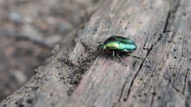 June Beetle (Cetonia aurata) olarak bilinen güzel metalik yeşil böcek 4K VIDEO ormanındaki ağaç gövdesinin üzerinde sürünüyor. Yakın plan..
