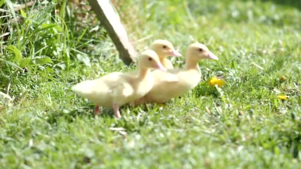 4Kビデオでは 3つの小さなふわふわのアヒルの屋外 春の緑の芝生の上で黄色の赤ちゃんアヒルの鳥は命を発見する 有機農業動物の権利自然概念に戻る — ストック動画