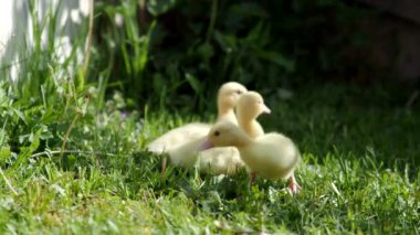 4K VIDEO 'da üç küçük pofuduk ördek yavrusu. Sarı yavru ördek kuşları ilkbahar yeşil çimenlerinde yaşamı keşfeder. Organik tarım, hayvan hakları, doğa kavramına dönüş..