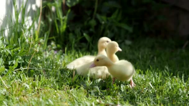 Drie Kleine Pluizige Eendjes Buiten Video Gele Eendjes Voorjaarsgroen Gras — Stockvideo