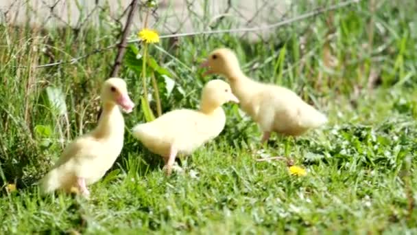 Três Pequenos Patinhos Fofos Livre Video Amarelo Bebê Pato Pássaros — Vídeo de Stock