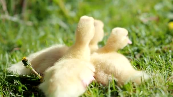 Три Маленьких Пушистых Утята Открытом Воздухе Видео Желтые Птенцы Утки — стоковое видео