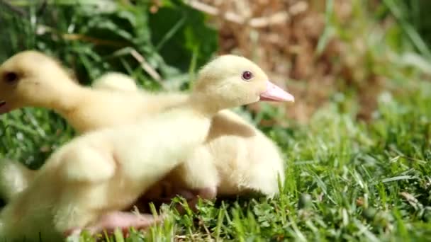 Drie Kleine Pluizige Eendjes Buiten Video Gele Eendjes Voorjaarsgroen Gras — Stockvideo