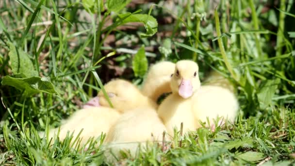 Drie Kleine Pluizige Eendjes Buiten Video Gele Eendjes Voorjaarsgroen Gras — Stockvideo