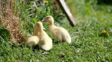 4K VIDEO 'da üç küçük pofuduk ördek yavrusu. Sarı yavru ördek kuşları ilkbahar yeşil çimenlerinde yaşamı keşfeder. Organik tarım, hayvan hakları, doğa kavramına dönüş..