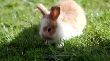 4K VIDEO 'da yeşil çimlerin üzerinde küçük sevimli tüylü yavru tavşan. Baharda çimenlikteki kahverengi beyaz paskalya tavşanı hayatı keşfeder. Organik tarım, hayvan hakları, doğa kavramına dönüş..