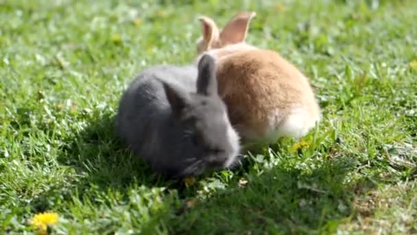 Due Piccoli Simpatici Coniglietti Soffici Erba Verde Video Coniglietto Pasquale — Video Stock