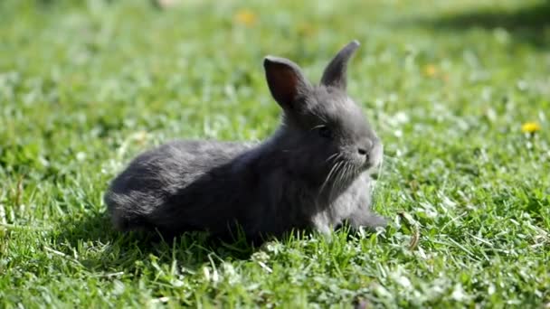 Petit Bébé Lapin Moelleux Mignon Sur Herbe Verte Video Lapin — Video