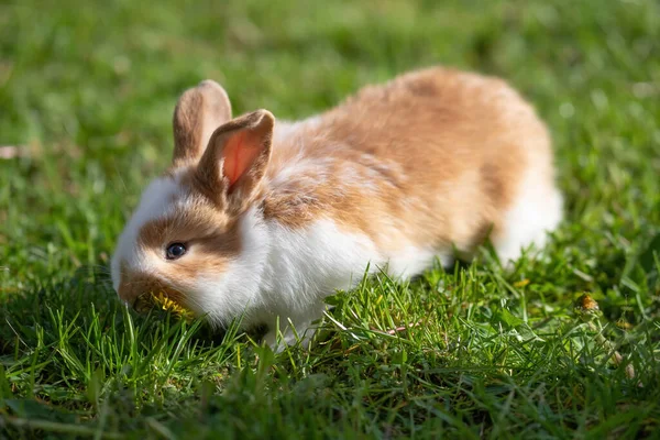 Little Cute Fluffy Baby Rabbit Green Grass Brown White Easter — Stock Photo, Image
