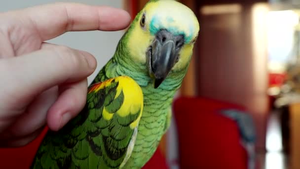 Бирюзовый Амазонский Попугай Amazona Aestiva Любит Обниматься Человеческой Рукой Видео — стоковое видео
