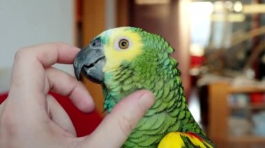 Turkuaz renkli Amazon papağanı (Amazona aestiva) 4K VIDEO 'da insan eliyle sarılmayı sever. Sahibi ile sevimli yeşil bir evcil kuş. Yakın plan..