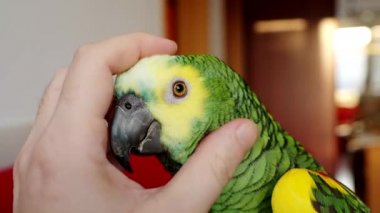 Turkuaz renkli Amazon papağanı (Amazona aestiva) 4K VIDEO 'da insan eliyle sarılmayı sever. Sahibi ile sevimli yeşil bir evcil kuş. Yakın plan..