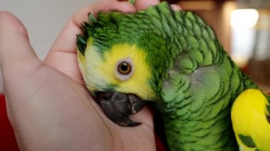 Turkuaz renkli Amazon papağanı (Amazona aestiva) 4K VIDEO 'da insan eliyle sarılmayı sever. Sahibi ile sevimli yeşil bir evcil kuş. Yakın plan..