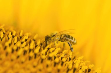 Bal arısı (Apis mellifera) nektar toplarken ve sarı ayçiçeğine polen yayarken makro pozu. Böceğe yakın çekim. Düşük alan derinliği ve bulanık arkaplan.