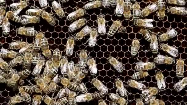 Bees Work Honeycomb Honey Hive Slow Motion Video Swarm Insect — Stock Video