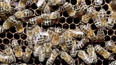 Arılar, Yavaş Hareket HD Vidyo 'daki kovanda ballı bal peteği üzerinde çalışırlar. Arı sürüsü (Apis mellifera) yakın planda. Organik BIO tarımı, hayvan hakları, doğa kavramına dönüş. Yakın plan..