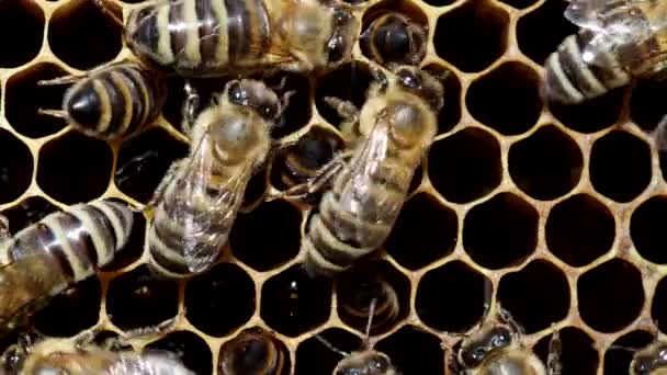 Les Abeilles Travaillent Nid Abeille Avec Miel Dans Ruche Video — Video