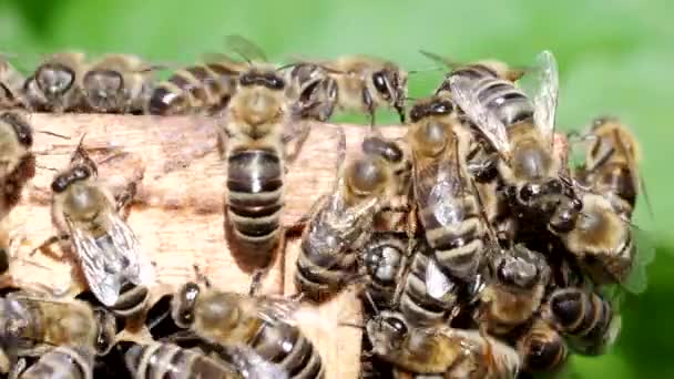 Пчелы Работают Сотах Медом Улье Видео Рой Насекомых Apis Mellifera — стоковое видео