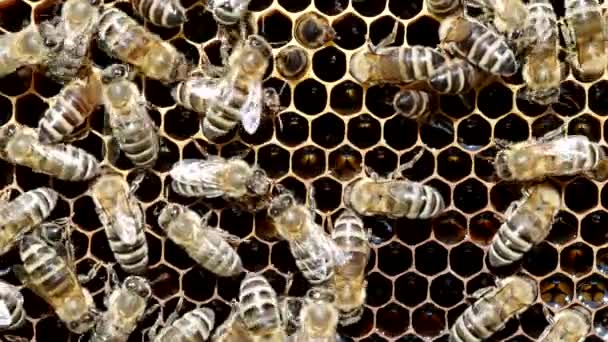 벌들은 Video 벌집에 벌집을 만드는 Apis Mellifera Apis Mellifera 양봉원에 — 비디오
