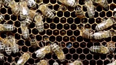 Arılar 4K VIDEO 'daki kovanda bal ile bal ile bal üzerinde çalışırlar. Arı sürüsü (Apis mellifera) yakın planda. Organik BIO tarımı, hayvan hakları, doğa kavramına dönüş. Yakın plan..