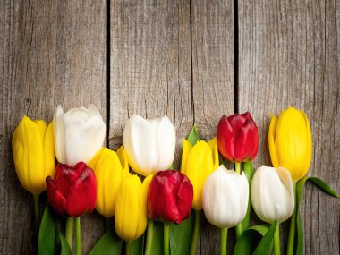 Bahar tatili geçmişi. Ahşap arka planda renkli lale çiçekleri. Sevgililer Günü, Kadınlar Günü ve Anneler Günü için fotokopi alanı olan tebrik kartı..