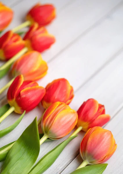 Rekreační Jarní Pozadí Barevné Tulipánové Květy Bílém Dřevěném Pozadí Pozdrav — Stock fotografie