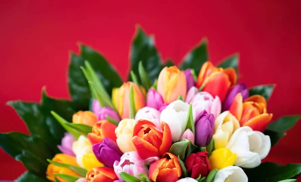 Barevná Kytice Tulipánů Červeném Pozadí Jarní Tulipánové Květiny Pozdrav Kopírovacím — Stock fotografie