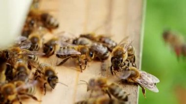 Arı sürüsü (Apis mellifera) polen taşır ve SLOW Motion HD VIDEO 'daki bir arı kovanına uçar. Organik BIO tarımı, hayvan hakları, doğa kavramına dönüş. Yakın plan..