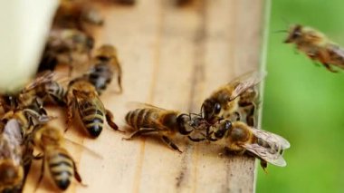 Arı sürüsü (Apis mellifera) polen taşır ve SLOW Motion HD VIDEO 'daki bir arı kovanına uçar. Organik BIO tarımı, hayvan hakları, doğa kavramına dönüş. Yakın plan..