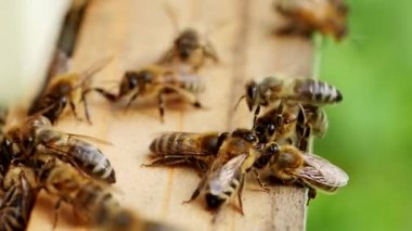 Arı sürüsü (Apis mellifera) polen taşır ve SLOW Motion HD VIDEO 'daki bir arı kovanına uçar. Organik BIO tarımı, hayvan hakları, doğa kavramına dönüş. Yakın plan..