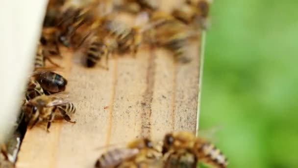 花粉を運ぶミツバチ Apis Mellifera の群生し スローモーションHdビデオのエイパリーで巣の着陸ボードに飛んでいます 有機Bio農業 動物の権利 自然概念に戻る — ストック動画