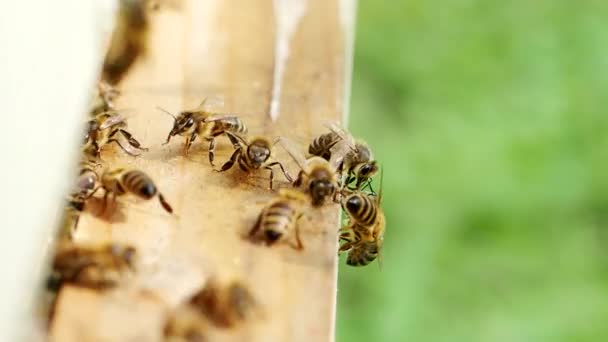 Essaim Abeilles Mellifères Apis Mellifera Transportant Pollen Volant Jusqu Aire — Video