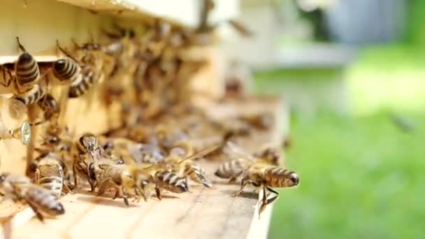 Zwerm Honingbijen Apis Mellifera Die Stuifmeel Vervoeren Een Bijenstal Naar — Stockvideo