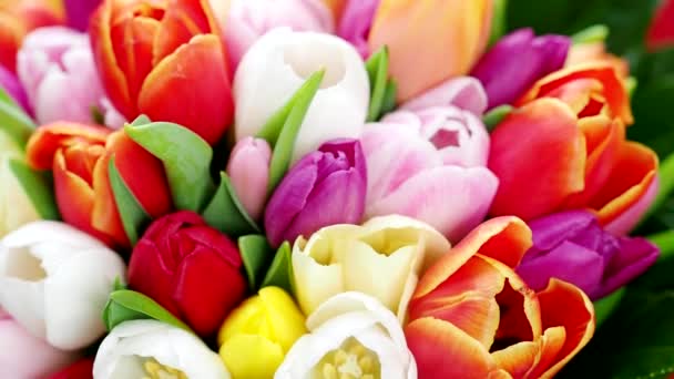 Buquê Colorido Tulipas Sobre Fundo Azul Video Flores Tulipa Primavera — Vídeo de Stock