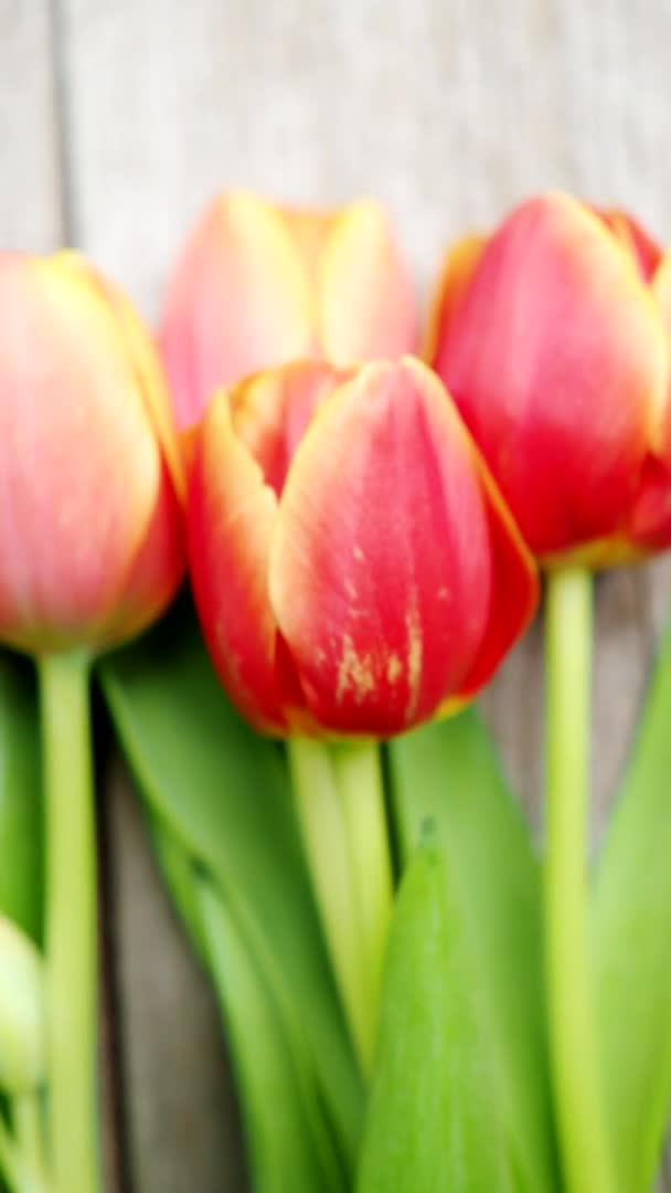 Flores Tulipa Vermelhas Laranja Uma Fileira Fundo Madeira Video Flores — Vídeo de Stock