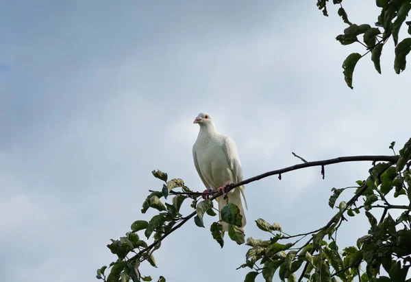 White Turtle Dove Streptopelia Roseogrisea Sitting Tree Branch Light Blue — Stock Photo, Image