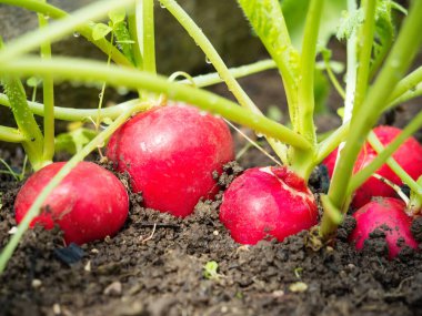 Taze olgun turp (Raphanus) tohum tohumu tohumu toprakta ev yapımı serada yetişiyor. Bahar sebzesinin yakın çekimi. Organik tarım, sağlıklı yiyecekler, BIO videoları, doğa konseptine dönüş..