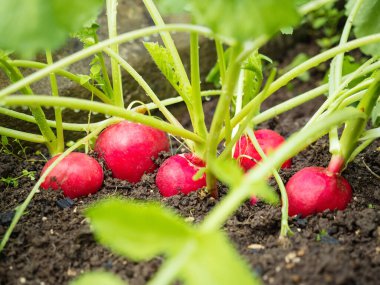 Taze olgun turp (Raphanus) tohum tohumu tohumu toprakta ev yapımı serada yetişiyor. Bahar sebzesinin yakın çekimi. Organik tarım, sağlıklı yiyecekler, BIO videoları, doğa konseptine dönüş..