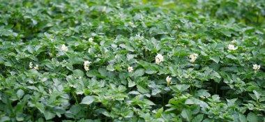 Çiçek açan patates bitkilerinin yatağı. Ev yapımı bahçede yetişen bir parça Solanum tüberosum bitkisi. Kapatın. Organik tarım, sağlıklı yiyecekler, BIO videoları, doğa konseptine dönüş..