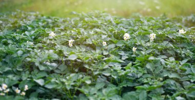 Çiçek açan patates bitkilerinin yatağı. Ev yapımı bahçede yetişen bir parça Solanum tüberosum bitkisi. Kapatın. Organik tarım, sağlıklı yiyecekler, BIO videoları, doğa konseptine dönüş..