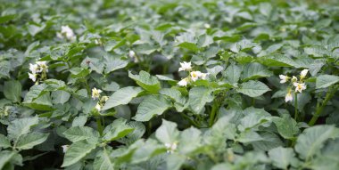 Çiçek açan patates bitkilerinin yatağı. Ev yapımı bahçede yetişen bir parça Solanum tüberosum bitkisi. Kapatın. Organik tarım, sağlıklı yiyecekler, BIO videoları, doğa konseptine dönüş..