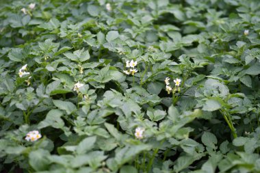 Çiçek açan patates bitkilerinin yatağı. Ev yapımı bahçede yetişen bir parça Solanum tüberosum bitkisi. Kapatın. Organik tarım, sağlıklı yiyecekler, BIO videoları, doğa konseptine dönüş..