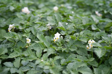 Çiçek açan patates bitkilerinin yatağı. Ev yapımı bahçede yetişen bir parça Solanum tüberosum bitkisi. Kapatın. Organik tarım, sağlıklı yiyecekler, BIO videoları, doğa konseptine dönüş..